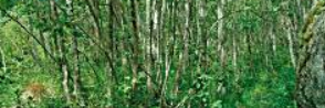 Foreste alluvionali di Alnus glutinosa e Fraxinus excelsior (Alno-Padion, Alnion incanae, Salicion albae)