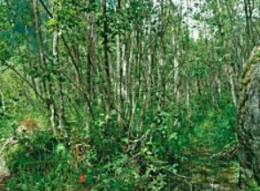 Foreste alluvionali di Alnus glutinosa e Fraxinus excelsior (Alno-Padion, Alnion incanae, Salicion albae)