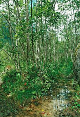 Foreste alluvionali di Alnus glutinosa e Fraxinus excelsior (Alno-Padion, Alnion incanae, Salicion albae)