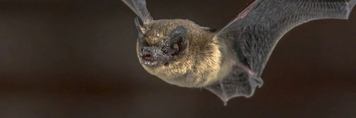 Pipistrellus pipistrellus