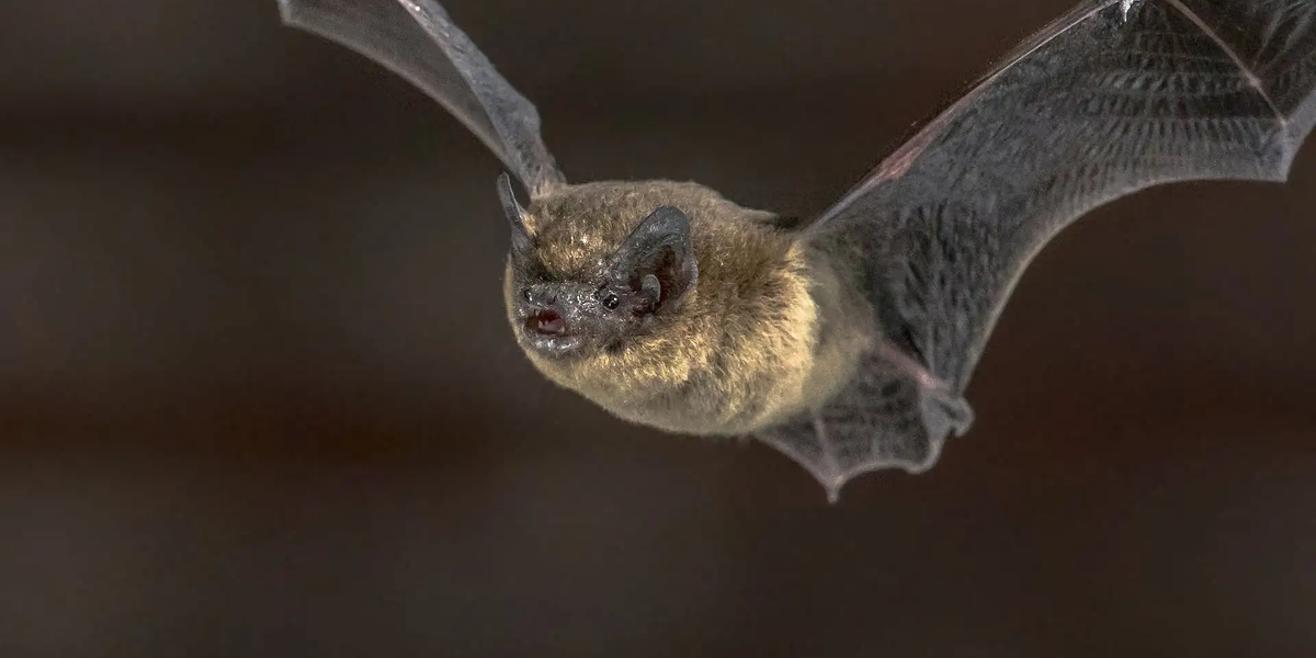 Pipistrellus pipistrellus