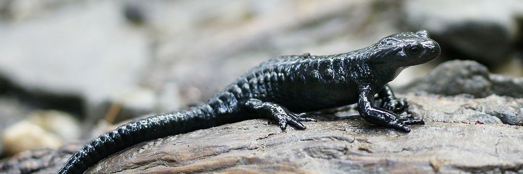 Salamandra atra