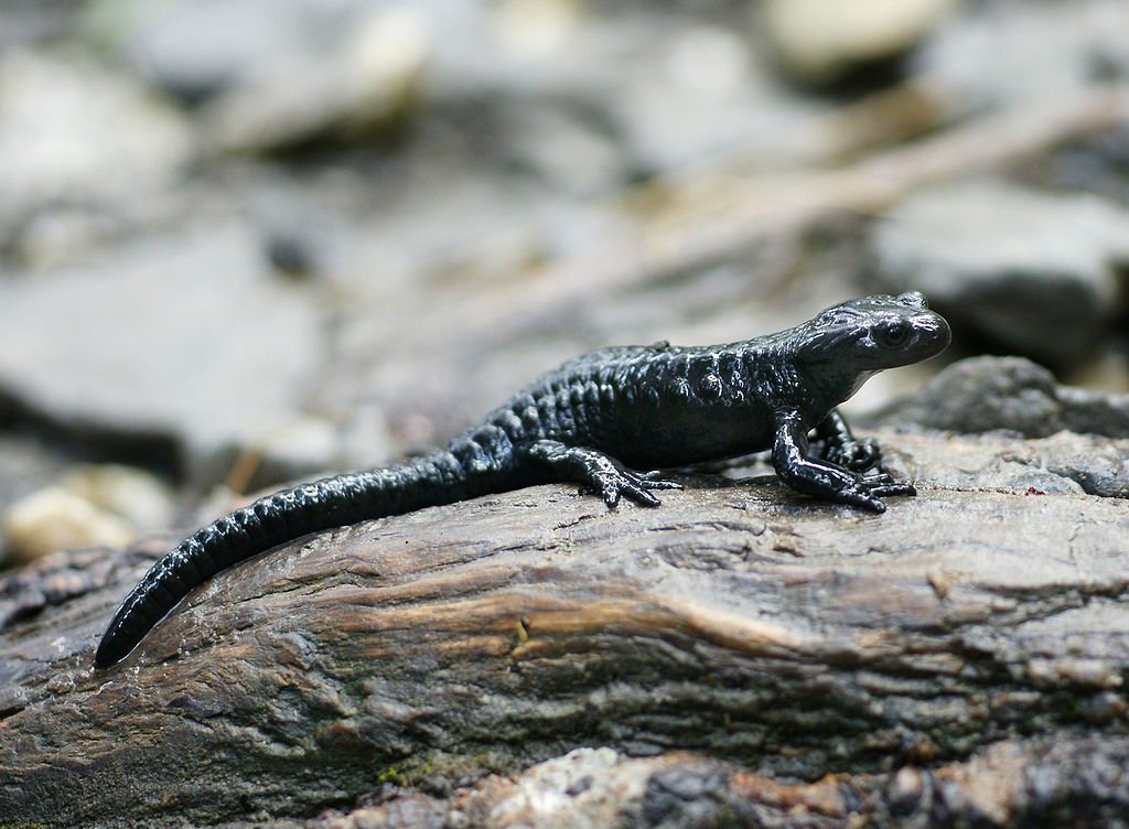 Salamandra atra