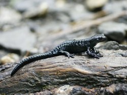 Salamandra atra