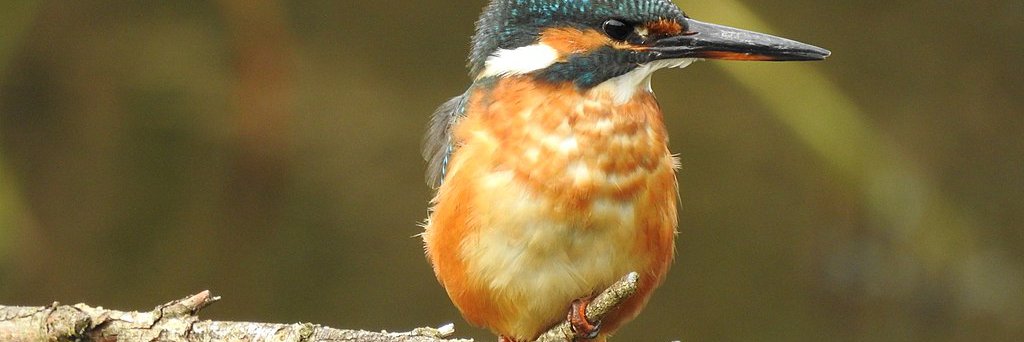 Alcedo atthis