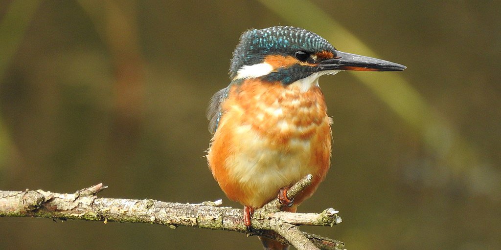 Alcedo atthis