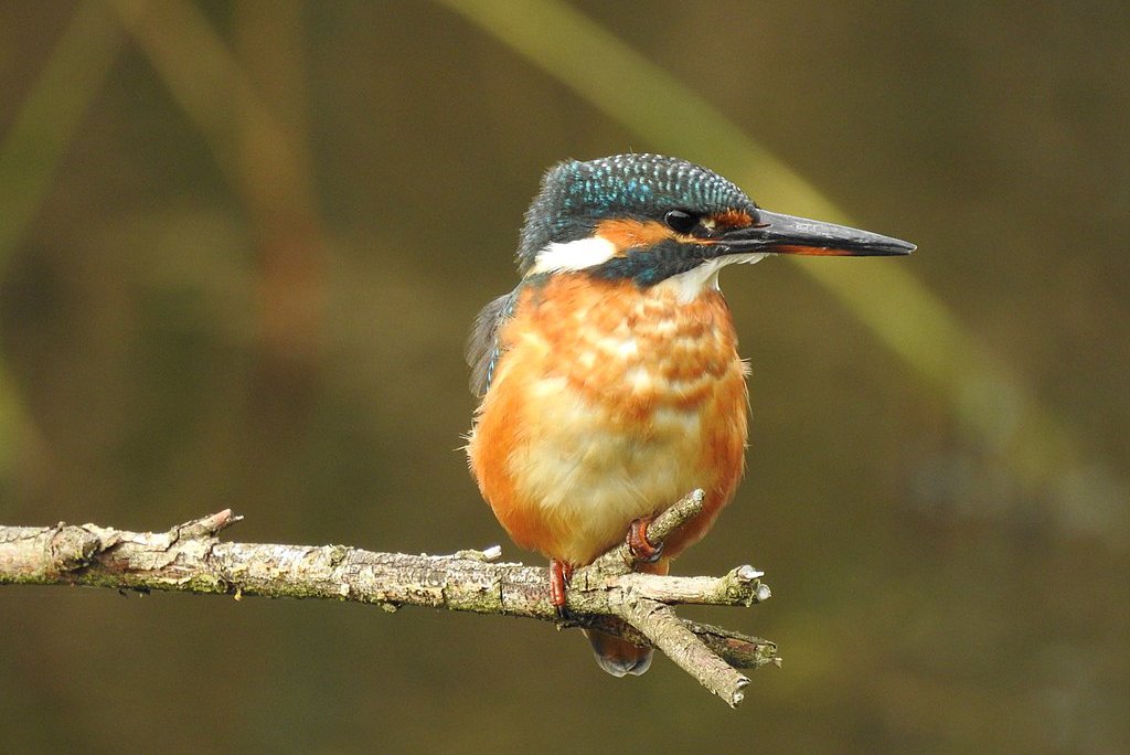 Alcedo atthis