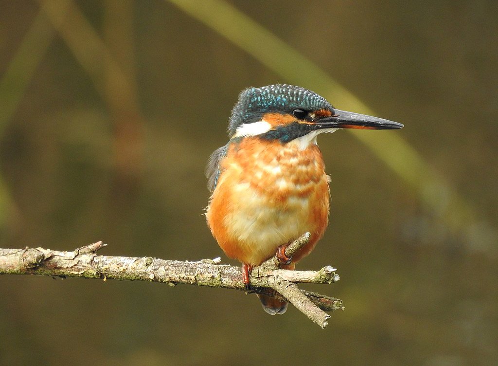 Alcedo atthis