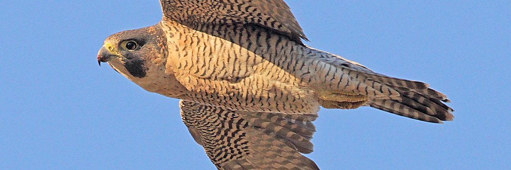 Falco peregrinus