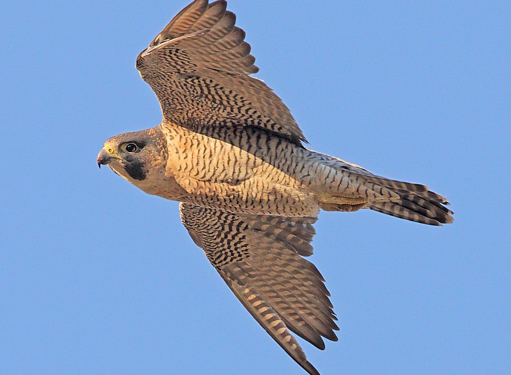 Falco peregrinus