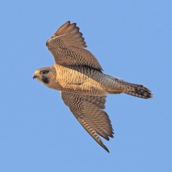 Falco peregrinus