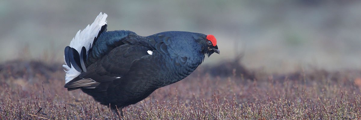 Tetrao tetrix