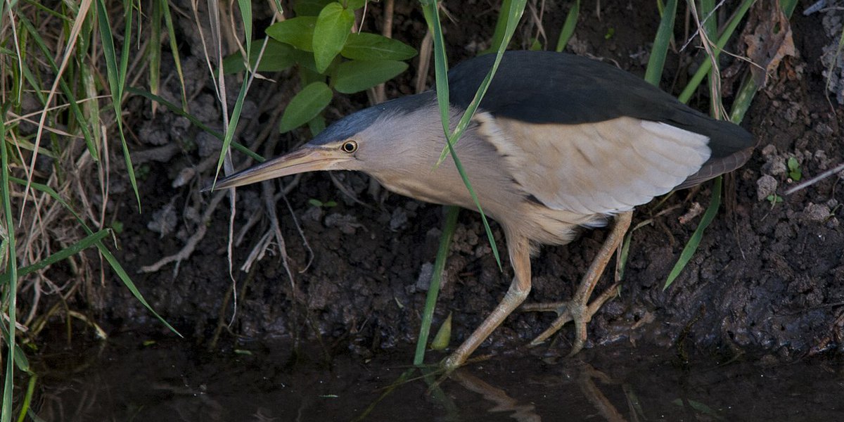 Ixobrychus minutus