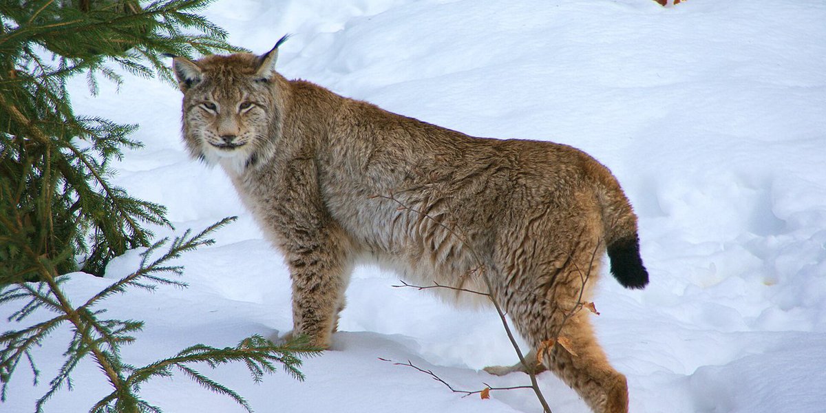 Lynx lynx