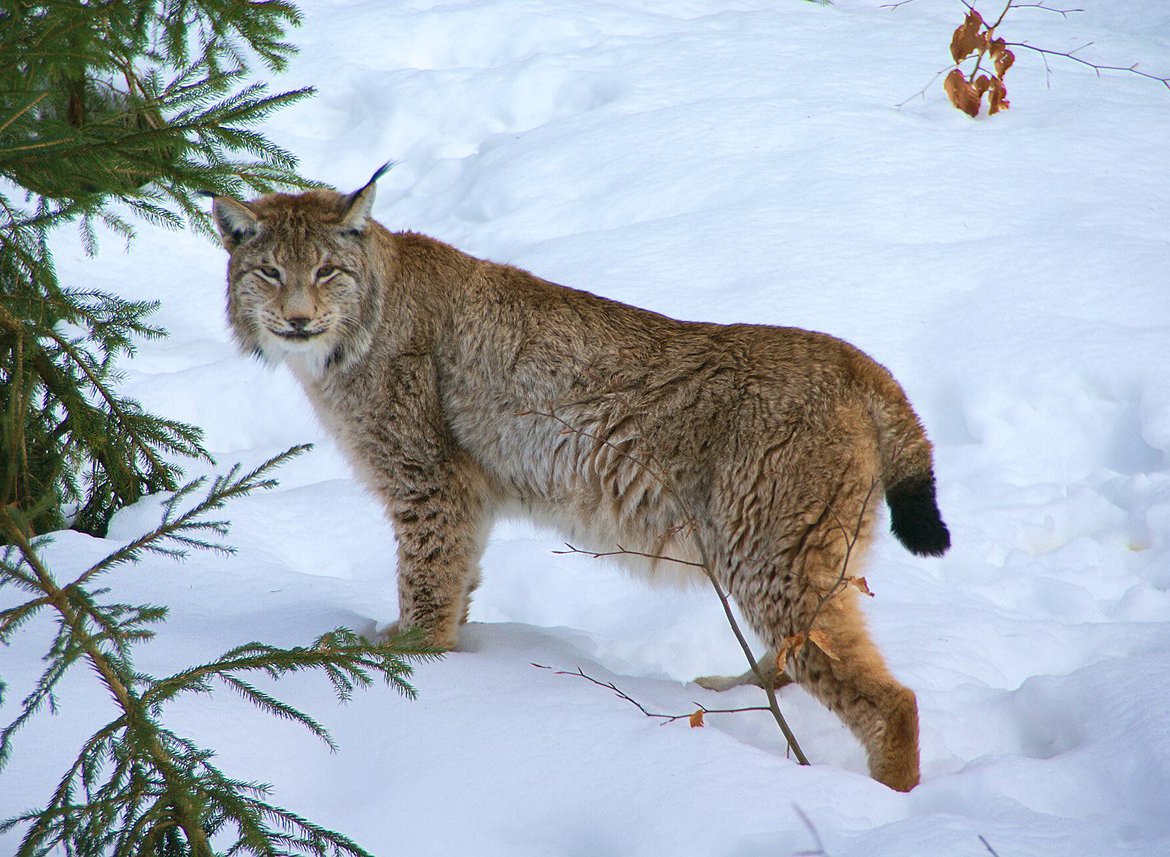 Lynx lynx