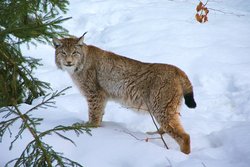 Lynx lynx