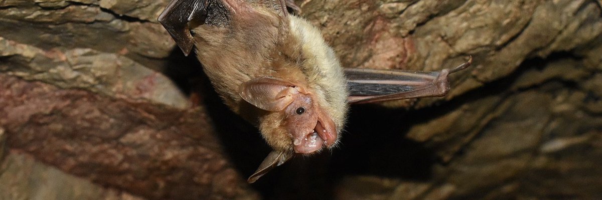 Myotis blythii