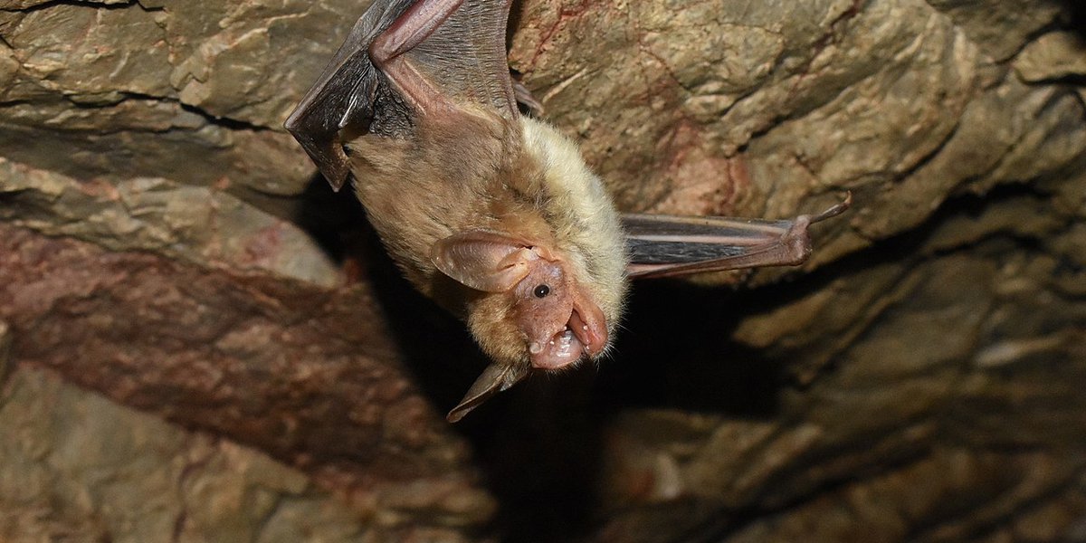 Myotis blythii