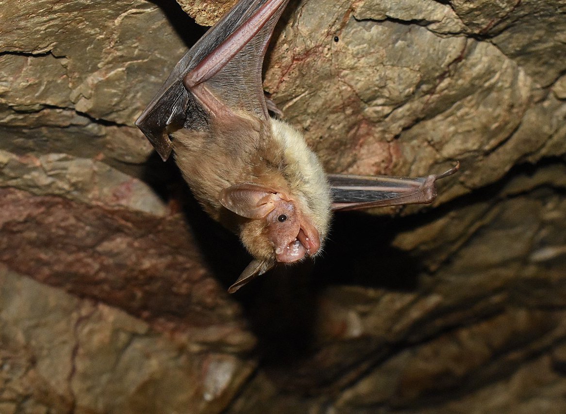 Myotis blythii