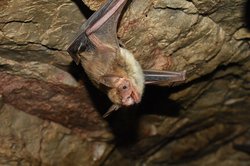 Myotis blythii