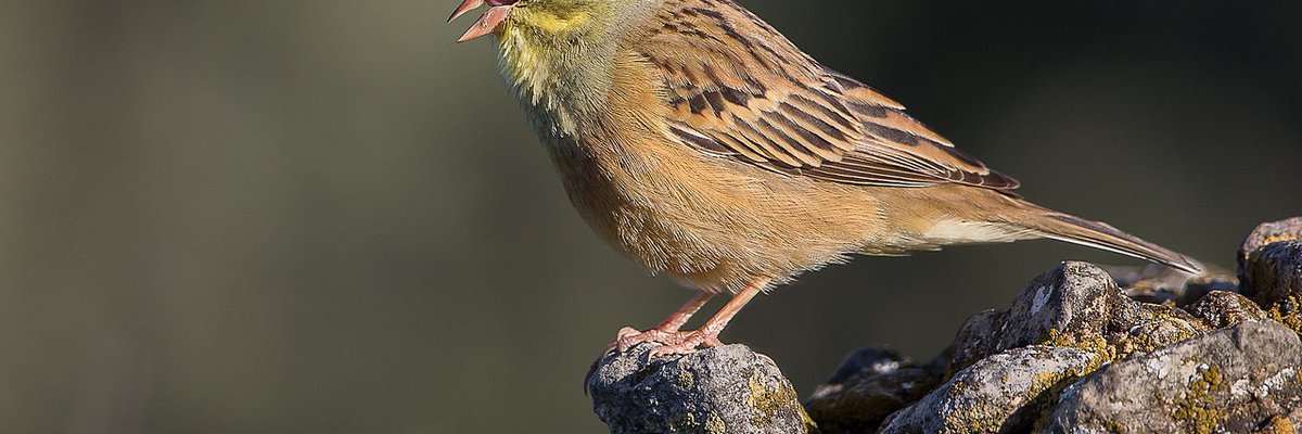 Emberiza hortulana