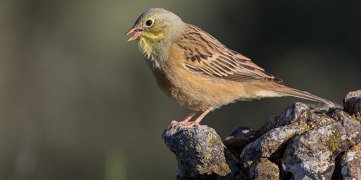 Emberiza hortulana