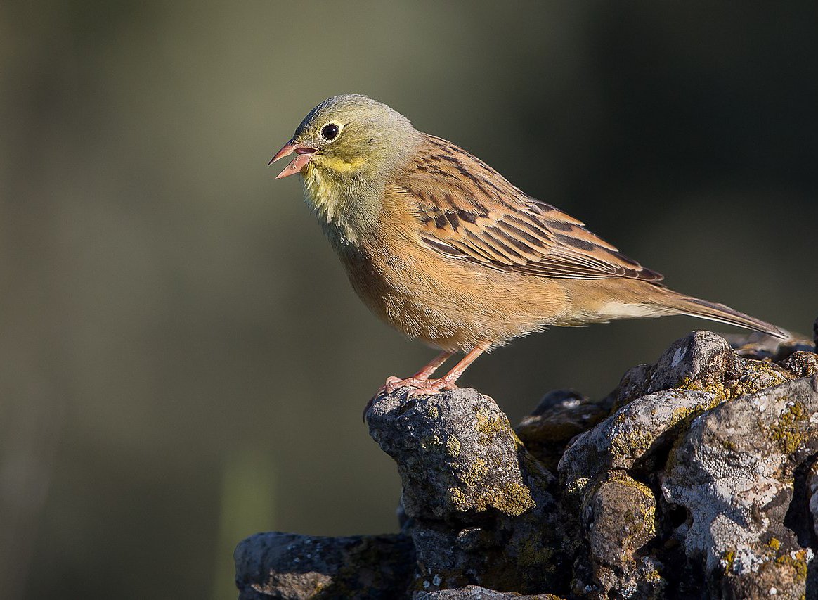 Emberiza hortulana