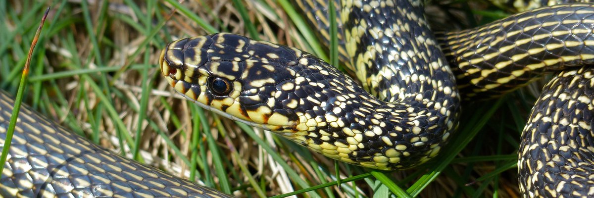 Hierophis viridiflavus
