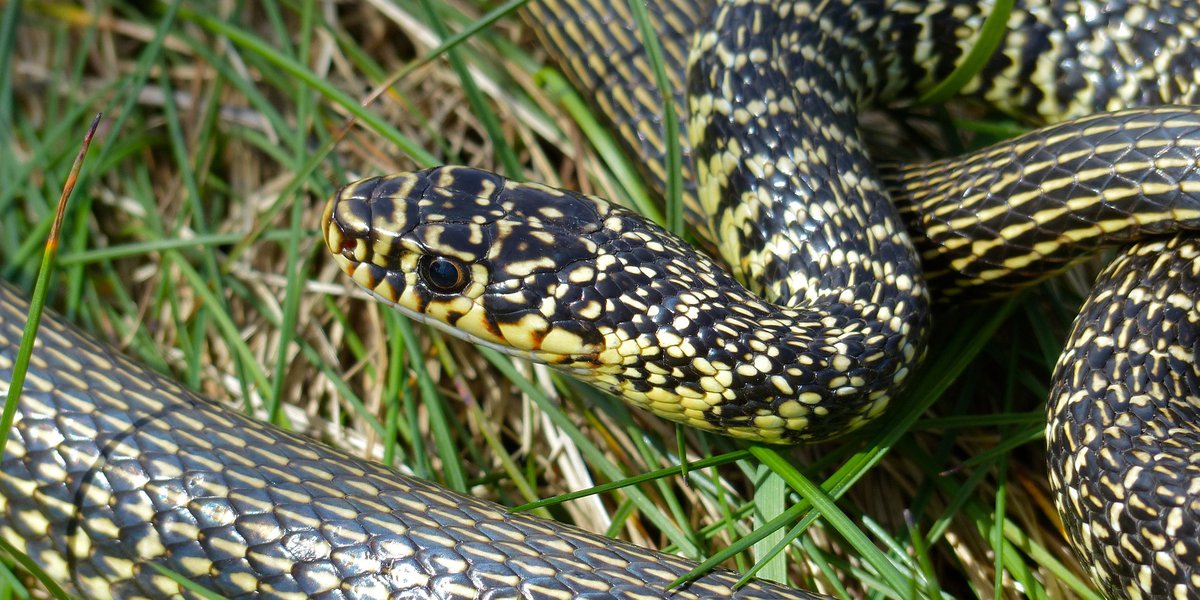 Hierophis viridiflavus