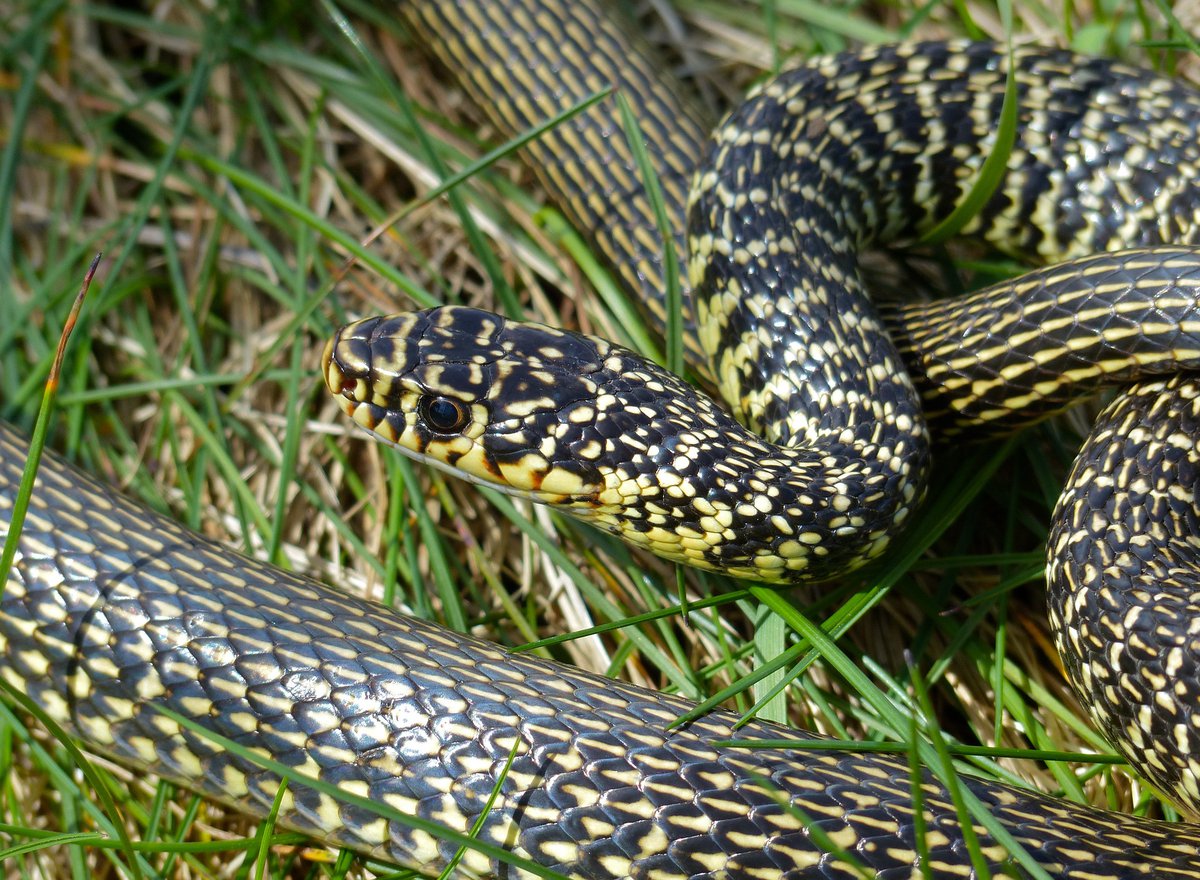 Hierophis viridiflavus