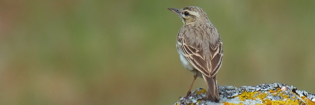 Anthus campestris