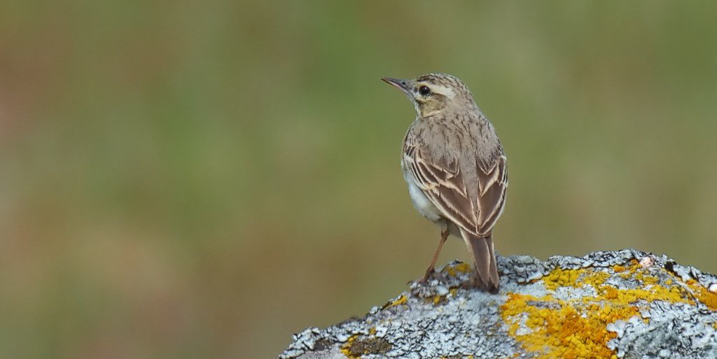 Anthus campestris