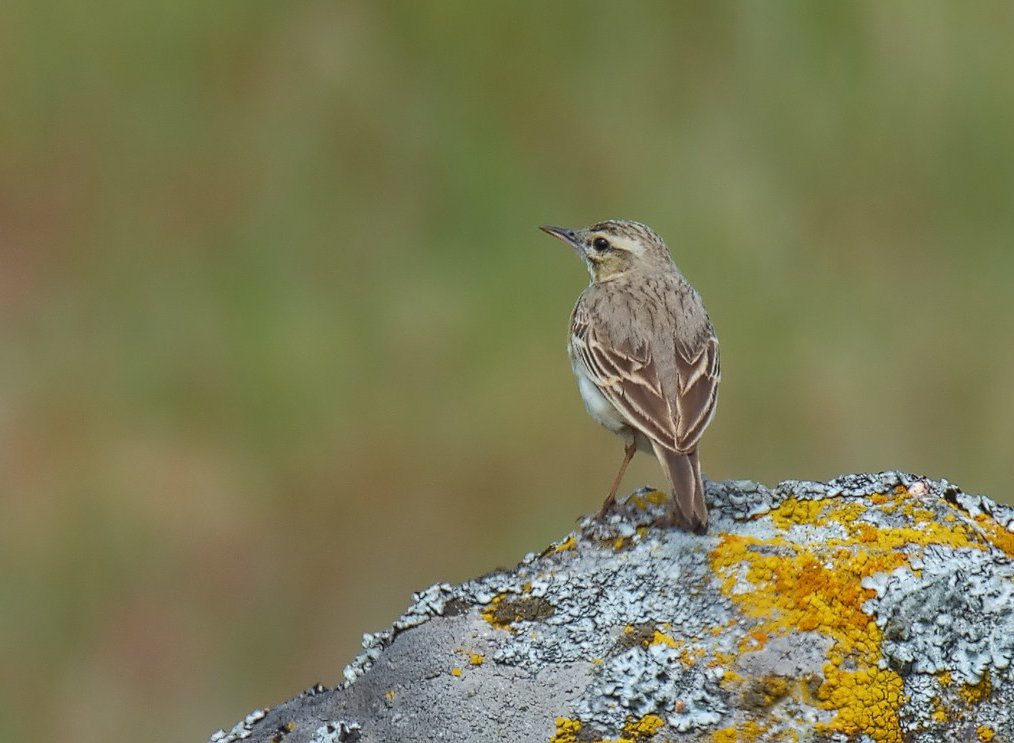 Anthus campestris