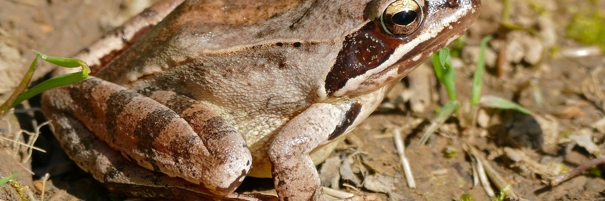 Rana dalmatina