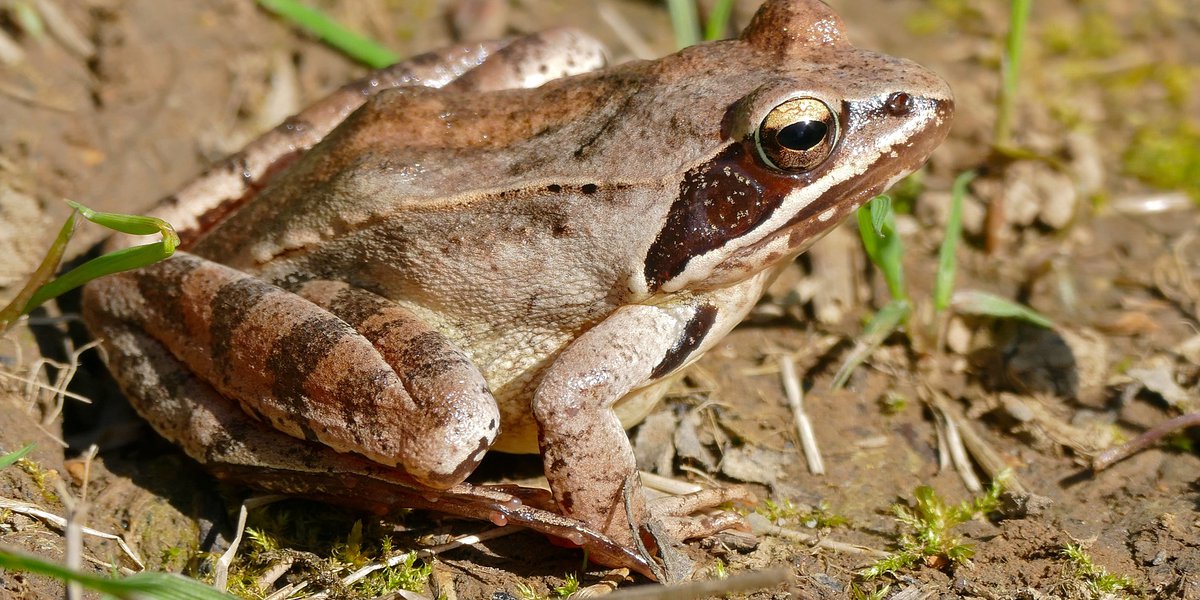 Rana dalmatina