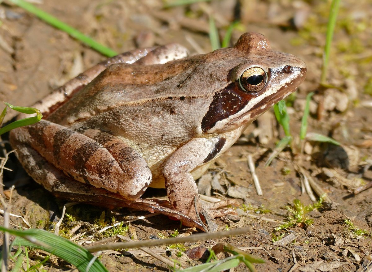 Rana dalmatina