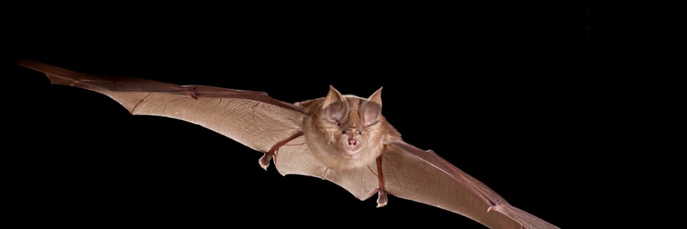 Rhinolophus ferrumequinum