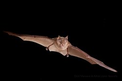 Rhinolophus ferrumequinum