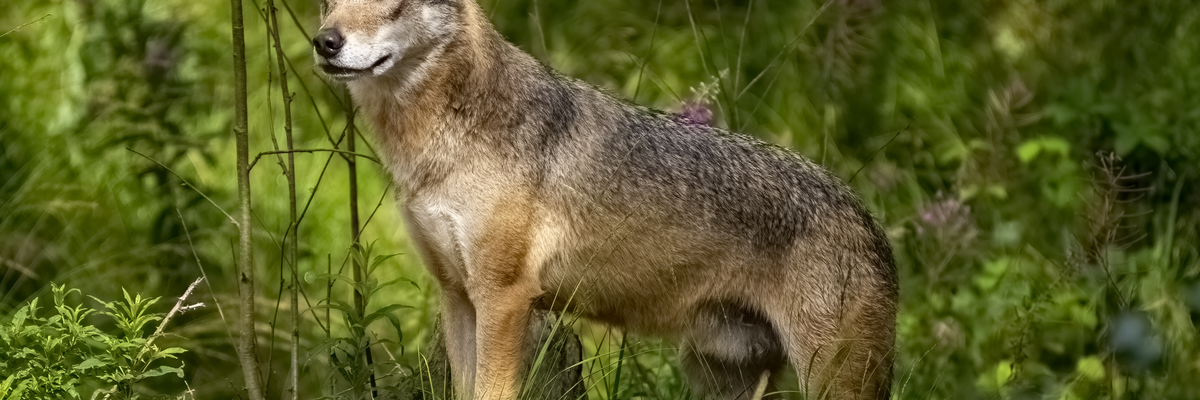 Canis lupus