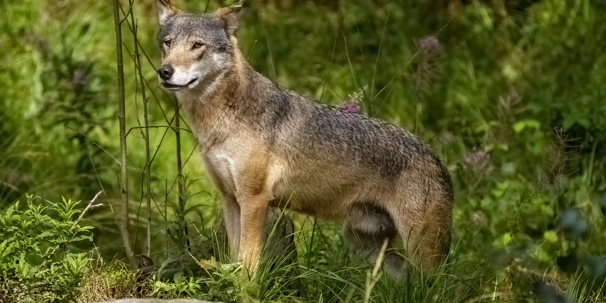 Canis lupus