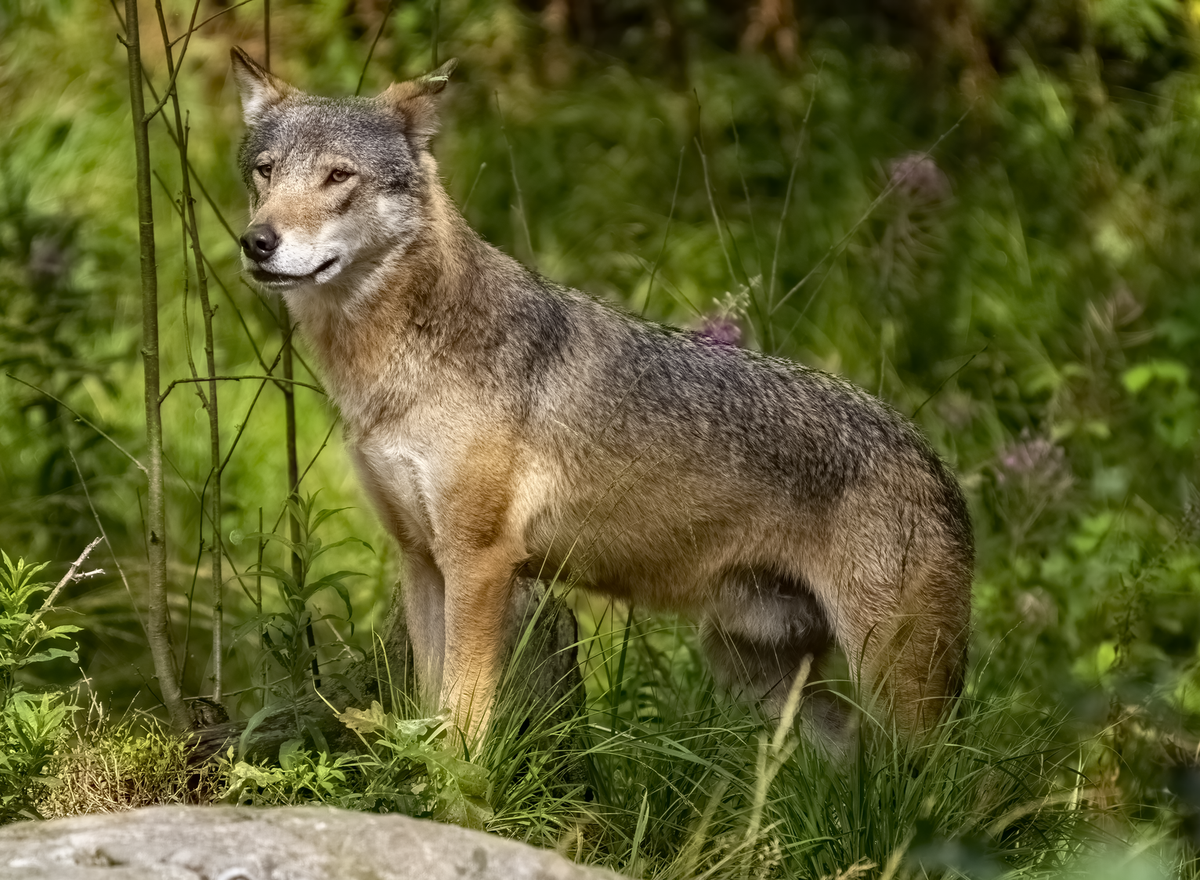 Canis lupus