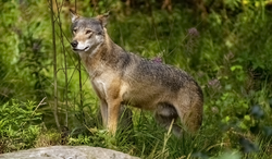 Canis lupus