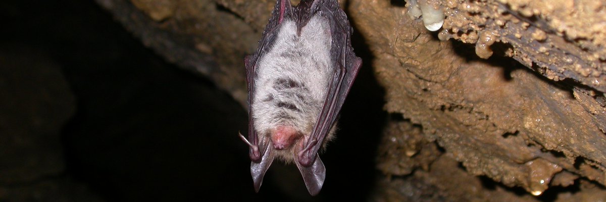 Myotis bechsteinii