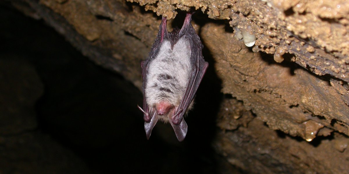 Myotis bechsteinii