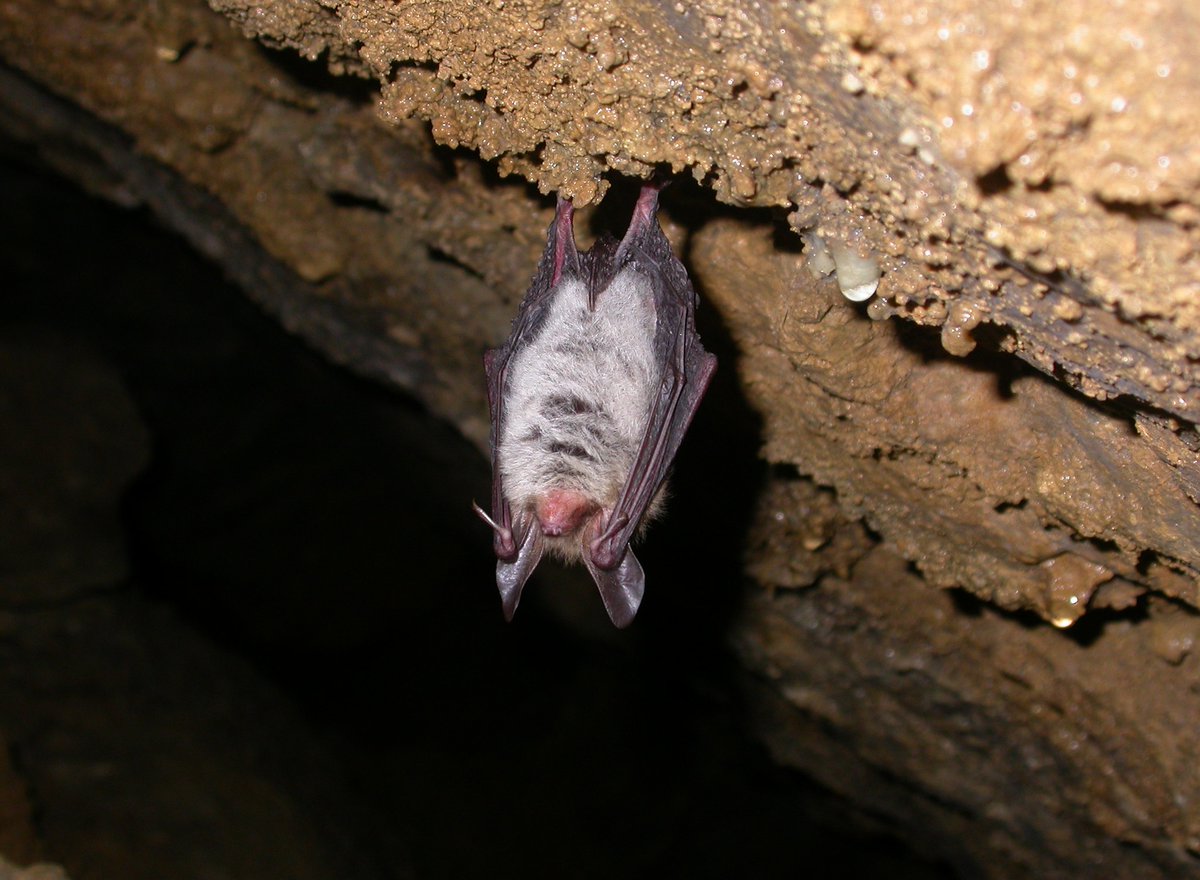 Myotis bechsteinii