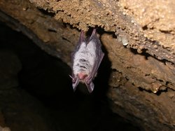Myotis bechsteinii