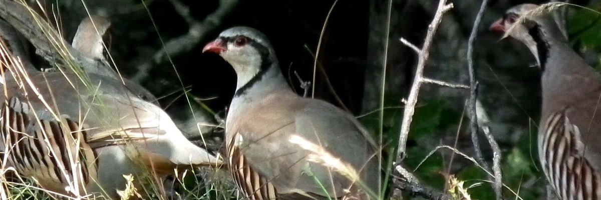 Alectoris graeca