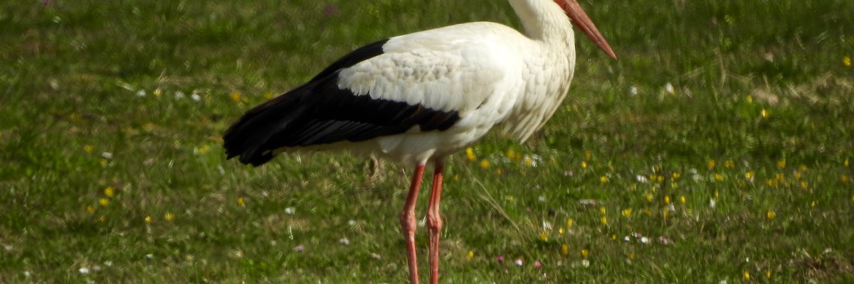 Ciconia ciconia