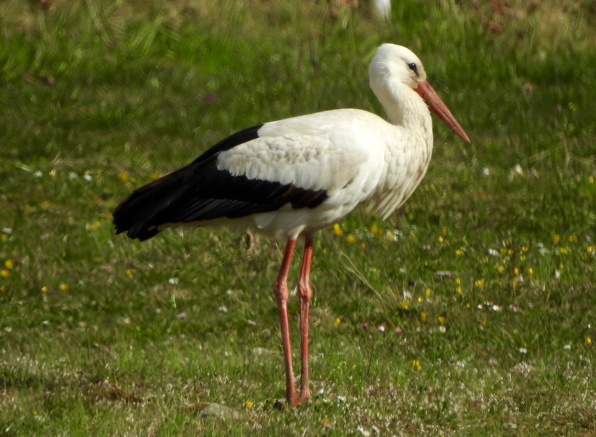 Ciconia ciconia