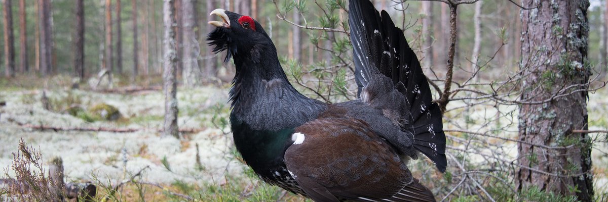 Tetrao urogallus